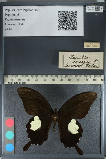 Media type: image;   Entomology 171103